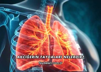 Akciğerin Faydaları Nelerdir?