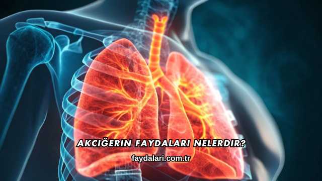 Akciğerin Faydaları Nelerdir?