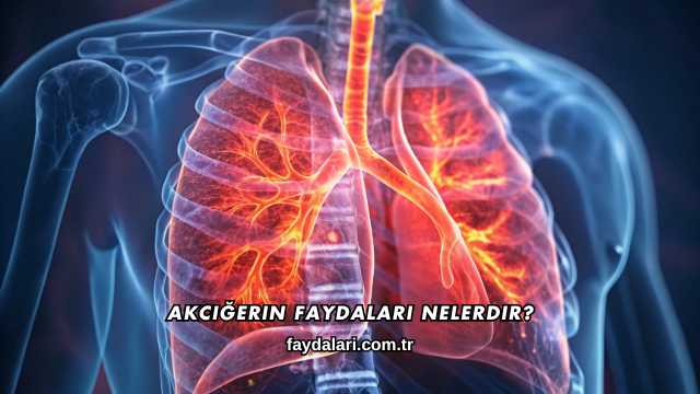 Akciğerin Faydaları Nelerdir?