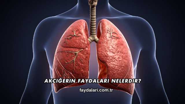Akciğerin Faydaları Nelerdir?