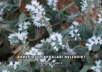Akrep Otu Faydaları Nelerdir?