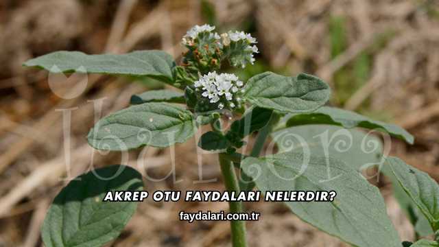 Akrep Otu Faydaları Nelerdir?