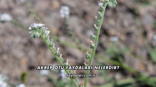 Akrep Otu Faydaları Nelerdir?