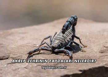 Akrep Zehrinin Faydaları Nelerdir?