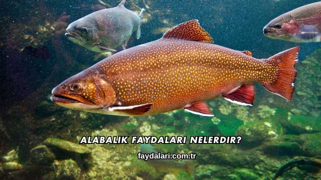 Alabalık Faydaları Nelerdir?
