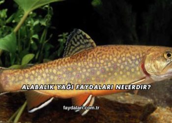 Alabalık Yağı Faydaları Nelerdir?