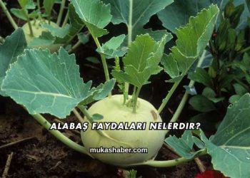 Alabaş Faydaları Nelerdir?