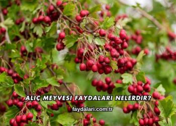 Alıç Meyvesi Faydaları Nelerdir?