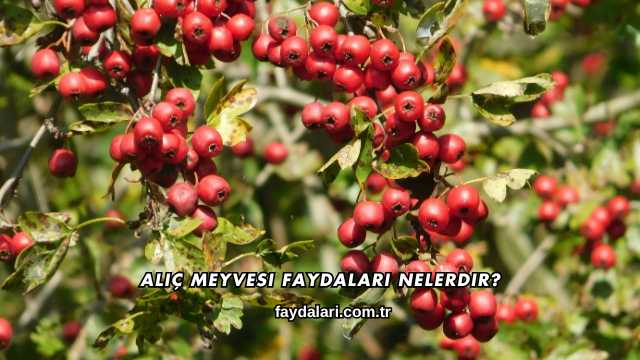 Alıç Meyvesi Faydaları Nelerdir?
