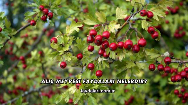 Alıç Meyvesi Faydaları Nelerdir?