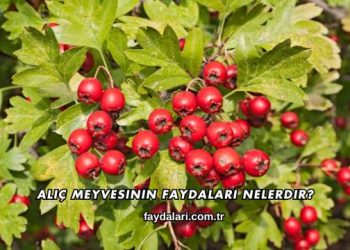Alıç Meyvesinin Faydaları Nelerdir?
