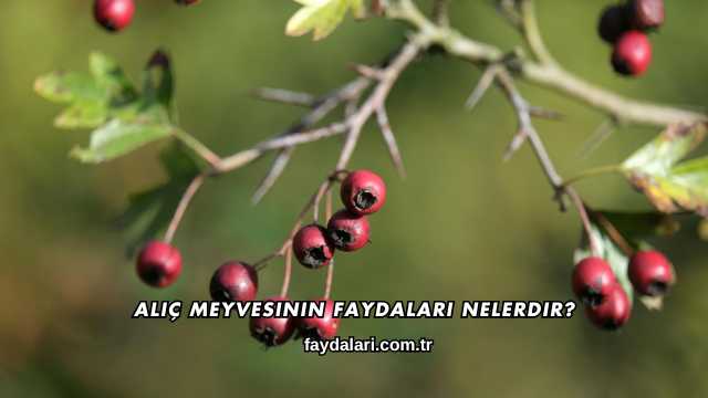 Alıç Meyvesinin Faydaları Nelerdir?