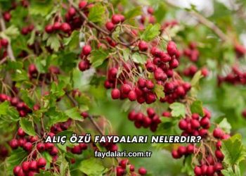 Alıç Özü Faydaları Nelerdir?