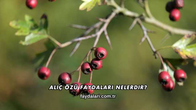 Alıç Özü Faydaları Nelerdir?