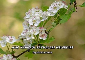 Alıç Yaprağı Faydaları Nelerdir?