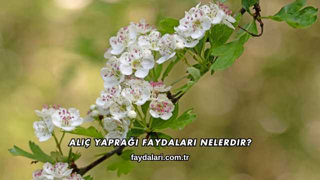 Alıç Yaprağı Faydaları Nelerdir?