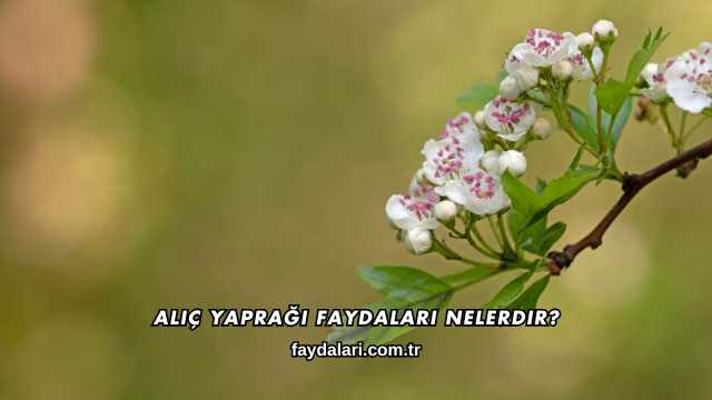 Alıç Yaprağı Faydaları Nelerdir?