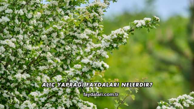 Alıç Yaprağı Faydaları Nelerdir?