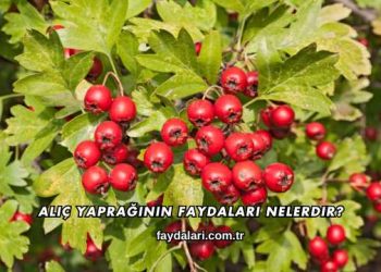 Alıç Yaprağının Faydaları Nelerdir?