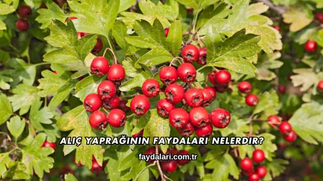 Alıç Yaprağının Faydaları Nelerdir?