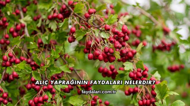 Alıç Yaprağının Faydaları Nelerdir?