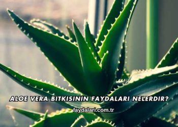 Aloe Vera Bitkisinin Faydaları Nelerdir?