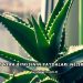 Aloe Vera Bitkisinin Faydaları Nelerdir?