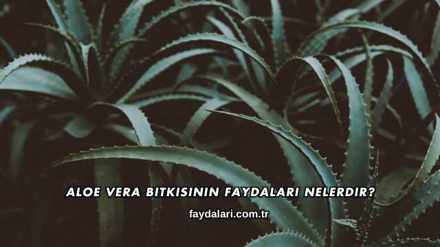 Aloe Vera Bitkisinin Faydaları Nelerdir?