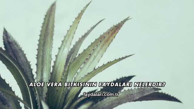 Aloe Vera Bitkisinin Faydaları Nelerdir?