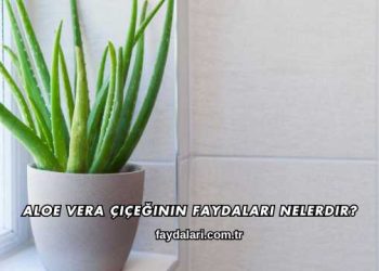 Aloe Vera Çiçeğinin Faydaları Nelerdir?