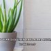 Aloe Vera Çiçeğinin Faydaları Nelerdir?
