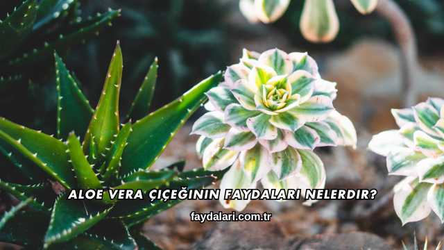Aloe Vera Çiçeğinin Faydaları Nelerdir?