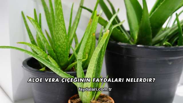 Aloe Vera Çiçeğinin Faydaları Nelerdir?