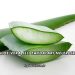 Aloe Vera Jeli Faydaları Nelerdir?