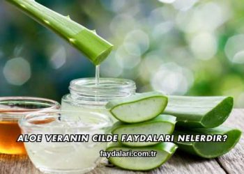Aloe Veranın Cilde Faydaları Nelerdir?