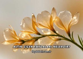 Altın Çiçek Faydaları Nelerdir?