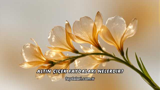 Altın Çiçek Faydaları Nelerdir?