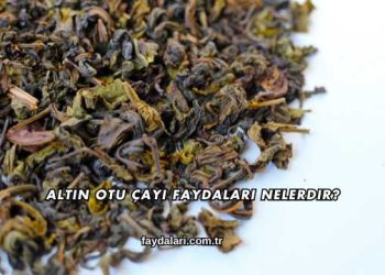 Altın Otu Çayı Faydaları Nelerdir?