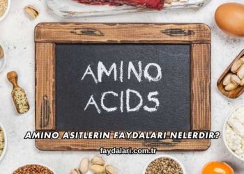 Amino Asitlerin Faydaları Nelerdir?