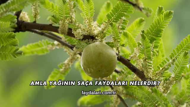 Amla Yağının Saça Faydaları Nelerdir?