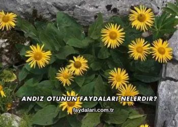 Andız Otunun Faydaları Nelerdir?