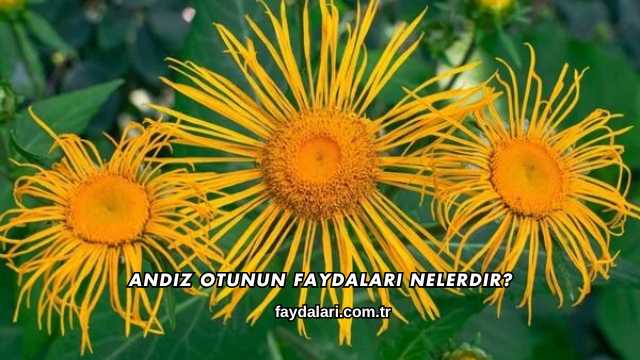 Andız Otunun Faydaları Nelerdir?
