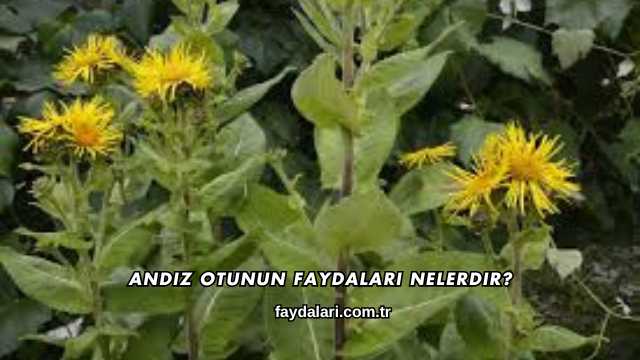 Andız Otunun Faydaları Nelerdir?