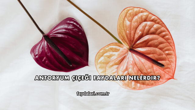 Antoryum Çiçeği Faydaları Nelerdir?