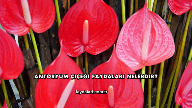 Antoryum Çiçeği Faydaları Nelerdir?