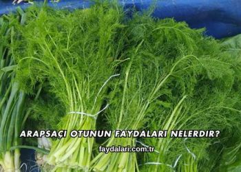 Arapsaçı Otunun Faydaları Nelerdir?