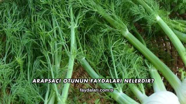 Arapsaçı Otunun Faydaları Nelerdir?