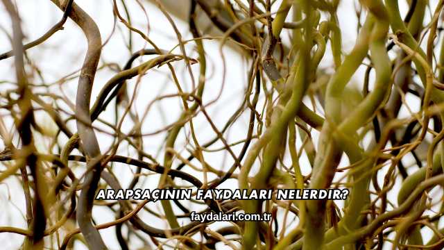 Arapsaçının Faydaları Nelerdir?