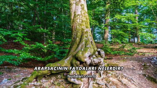 Arapsaçının Faydaları Nelerdir?