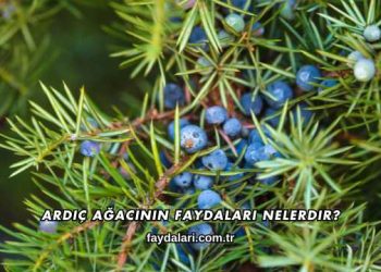 Ardıç Ağacının Faydaları Nelerdir?